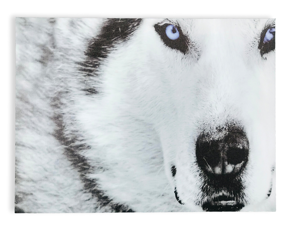 2653 - CANVAS PRINT- FACE OF A WOLF