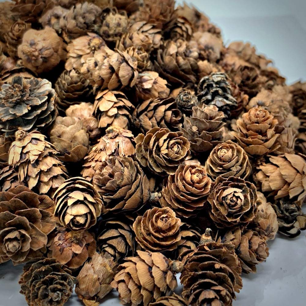 3484-2 - 1 LB MINI NATURAL PINECONES -ASSTD SIZES