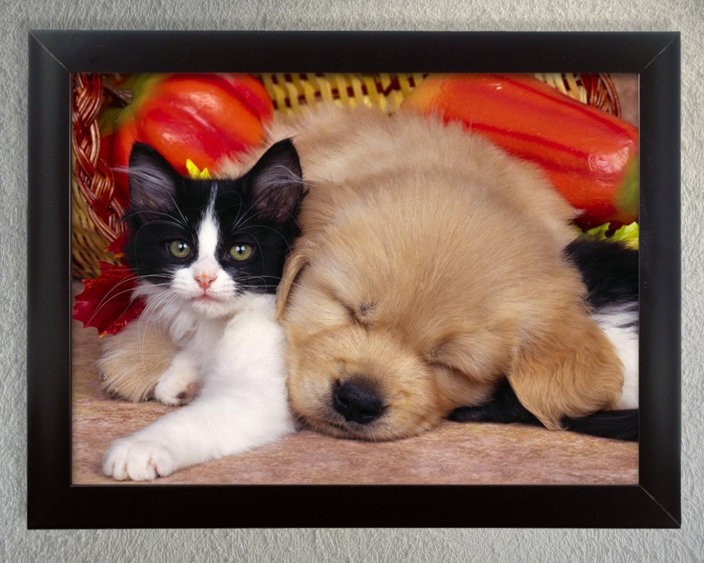 2612 3-D WALL ART - KITTEN AND PUPPY