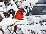 2677 - CANVAS PRINT- CARDINAL PERCHED ON SHOWY BRANCH