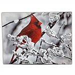 2633 - CARDINAL ON SNOWY BRANCH