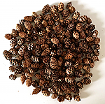 3484 - 1/2 LB MINI NATURAL PINECONES -ASSTD SIZES