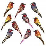 3644 - SET/10 -SONGBIRD CLIP-ONS -2 EA-5 COLORS -4" LONG