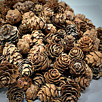 3484-2 - 1 LB MINI NATURAL PINECONES -ASSTD SIZES
